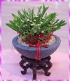 看原寸大開運竹_花圖片..