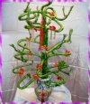看原寸大開運竹_花圖片..