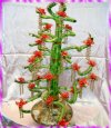 看原寸大開運竹_花圖片..