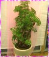 看原寸大開運盆花圖片..